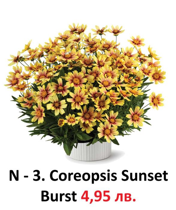 Многогодишни Градниски Цветя – ЦЕНА 4,95 лв./бр.