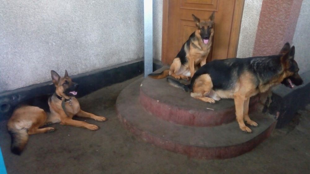 Немецкая овчарка, кобель