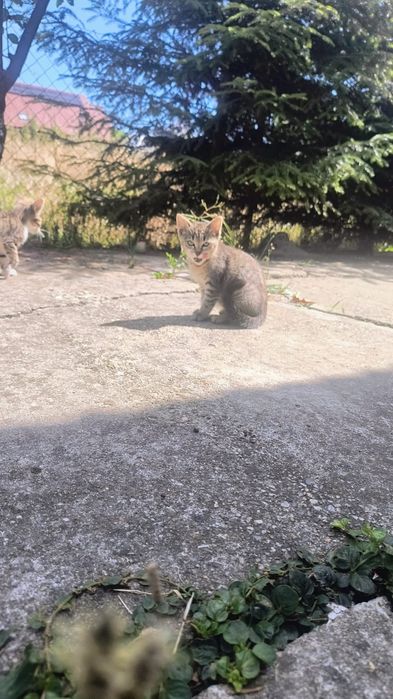 Donez pisicuțe pentru iubitorii de animale