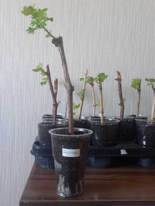 Саженцы винограда