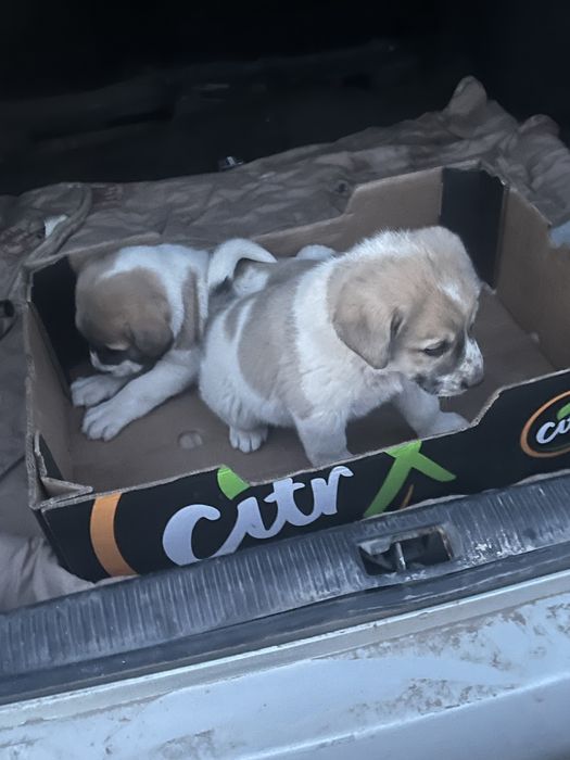 Алабай Кушыктер сатылады