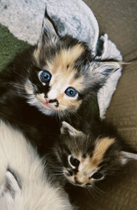 Котята / 1 месяц