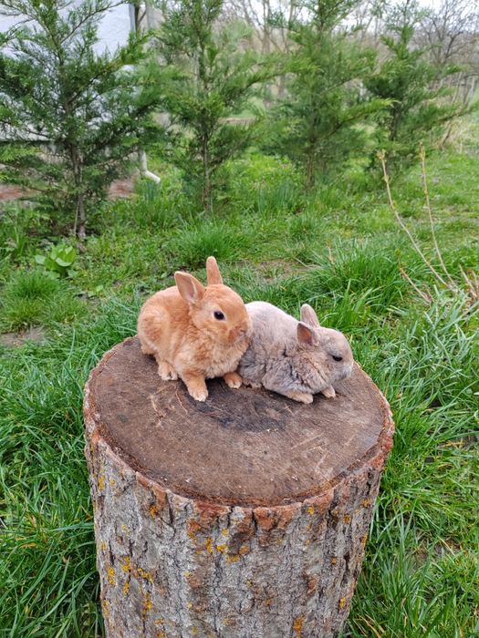 Vând iepurași Rex pitic din părinți tatuați rasă pură