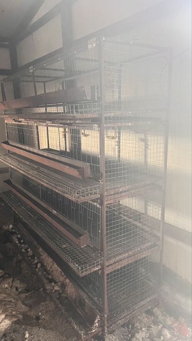 Брудер и сетка для курей Ломан Браун несушек