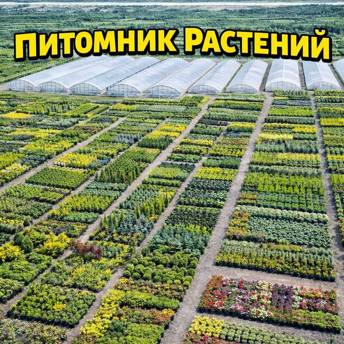 Деревья, кустарники, цветы, питомник растений