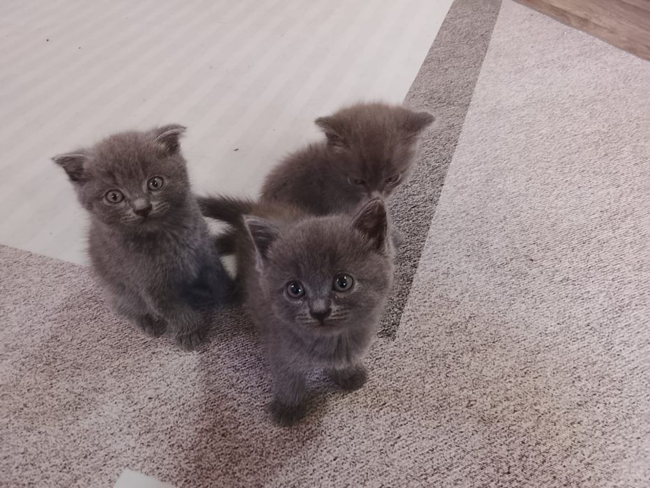 Отдам котят шотландских