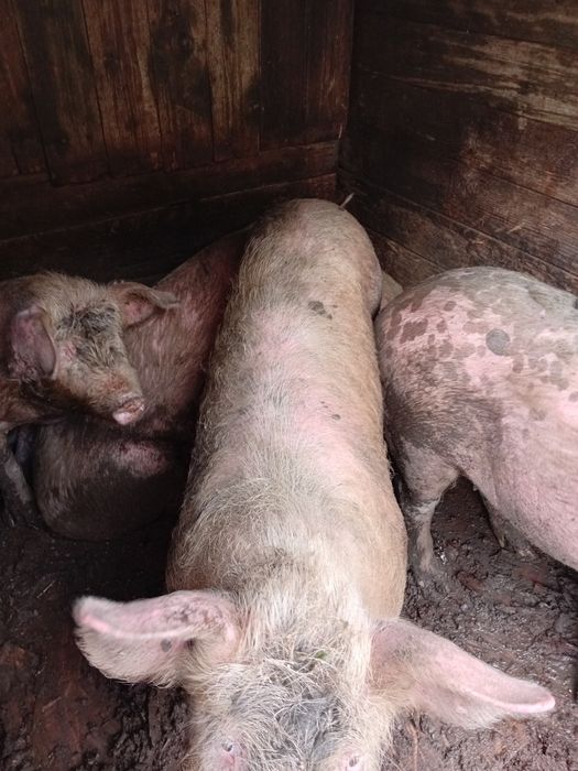 Продаются подсвинки