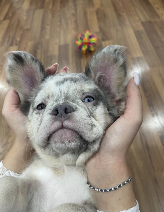 Plimbari Caini sector 1,2,3,4,5