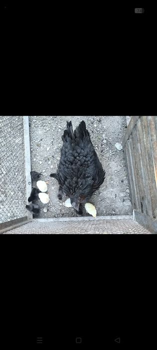 Продаем клушку уийхилей с цыплятами