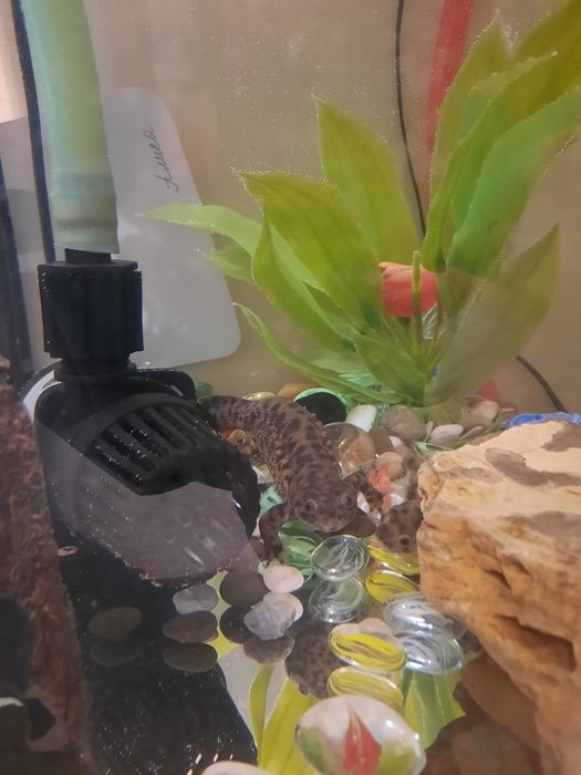 Аквариум в комплекте с тритонами.