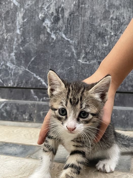 Котята в добрые руки беспла