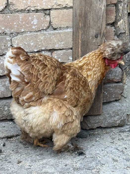 Разплодени яйца от кохинхин