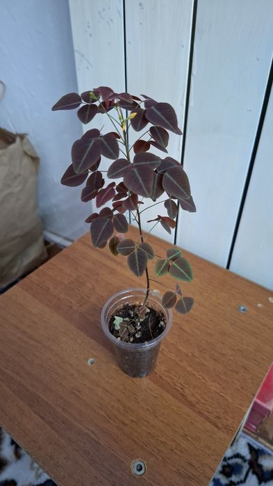 Оксалис или кислица