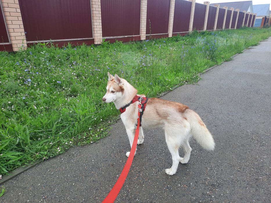 Ищем друзей собачников для совместных прогулок