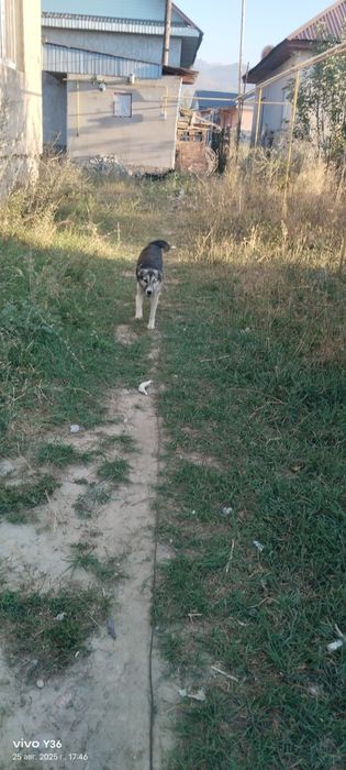 Лайка күшік сатылады