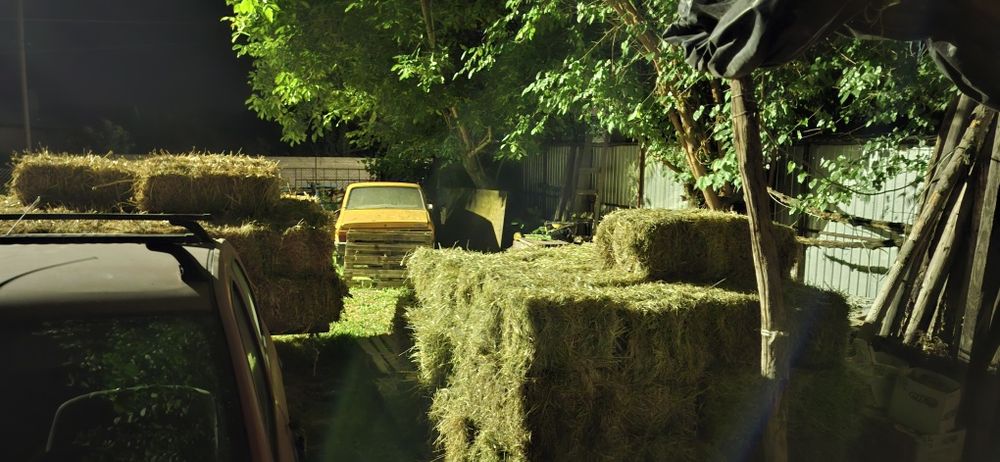 Baloti pentru capre , verzi de orz cu iarbă