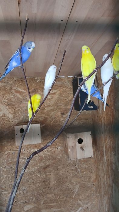 Vand sau schimb perusi