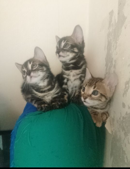 Бенгальские котята