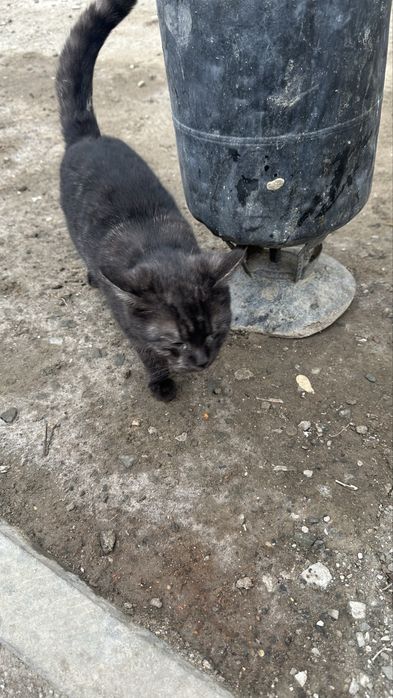 Особенный котенок ищет дом