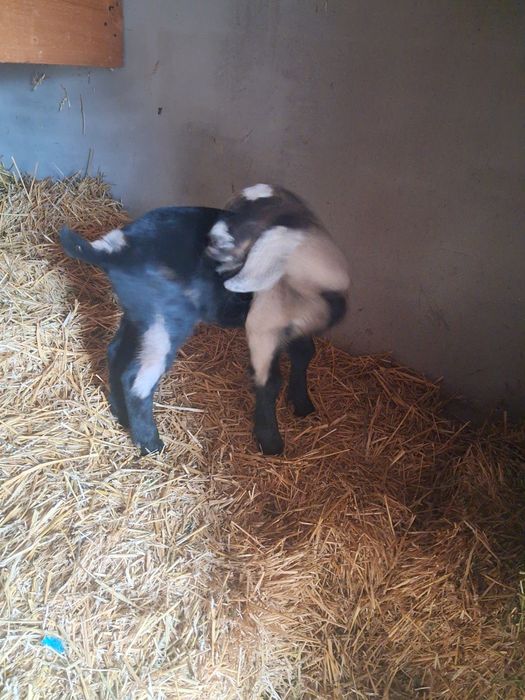 Vând Tapisor  Anglo Nubian