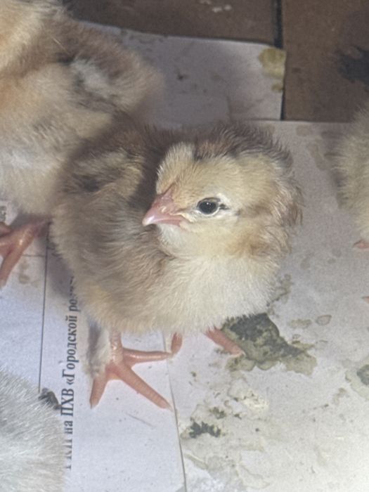 Цыплята домашние