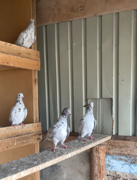 голуби челкар 12 штук оптом