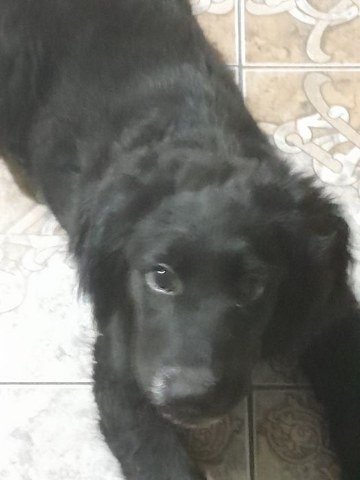 Отдадим щенка в добрые руки