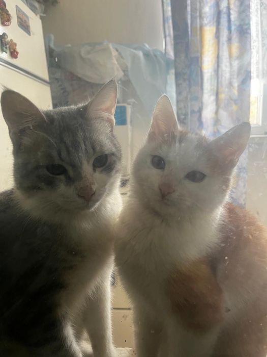 Кошечки в добрые руки!