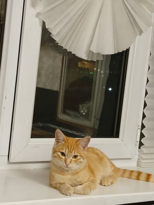 В добрые руки кот