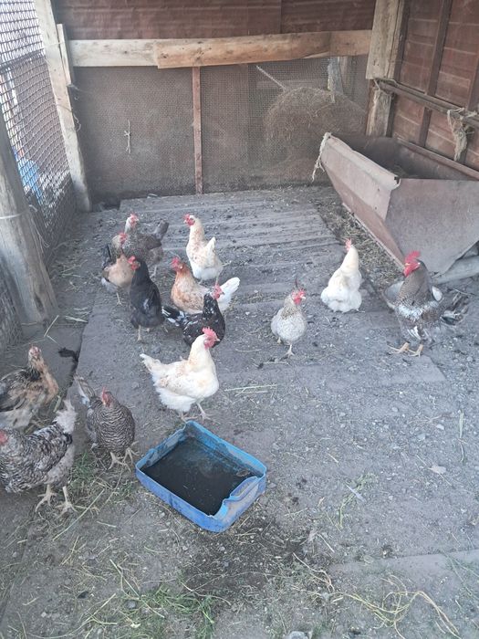 Продам кур 2500 за штуку