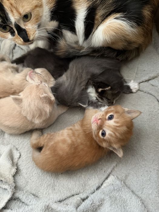 Отдам котят бесплатно