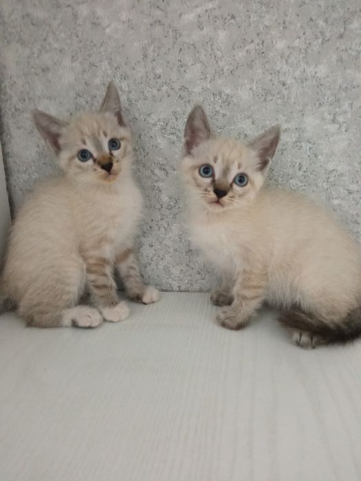 Отдам котят в добрые руки