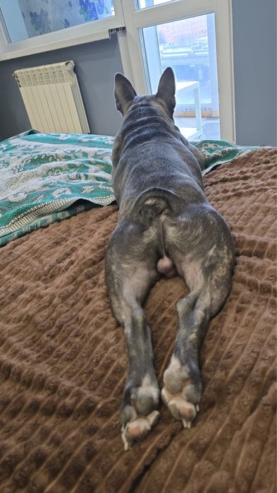 Французкий бульдог