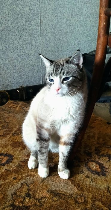 Срочно Отдам кота!