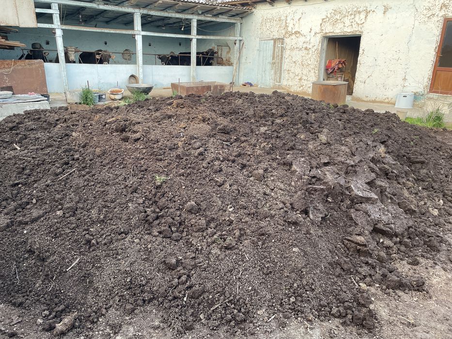 Bio gumis 1000 sum kilishiladi