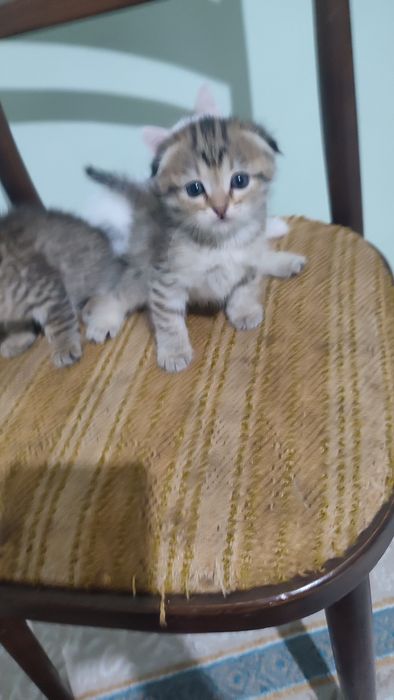 Продается очень красивые котята