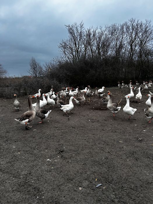 Gâște de vânzare