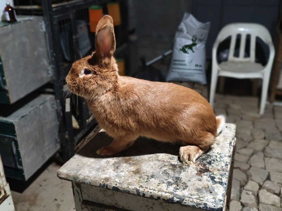 Burgund sames sotiladi