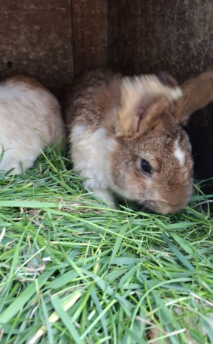 Vând iepurii detalii în privat