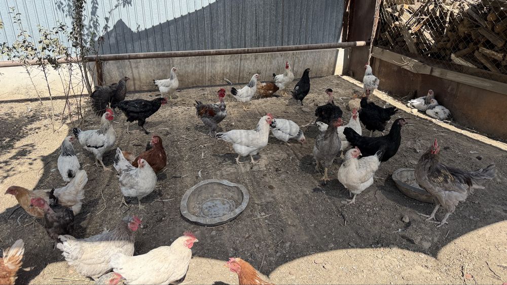 Продаются домашние куры