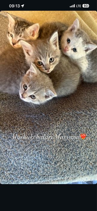 Котята красивые
