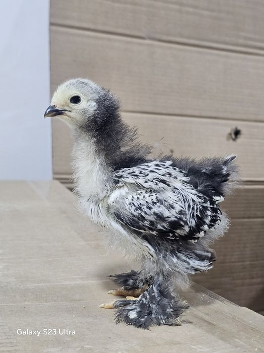 Продаются чистокровные петухи