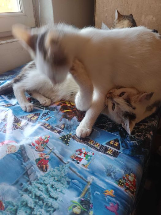 Donez pui de pisică