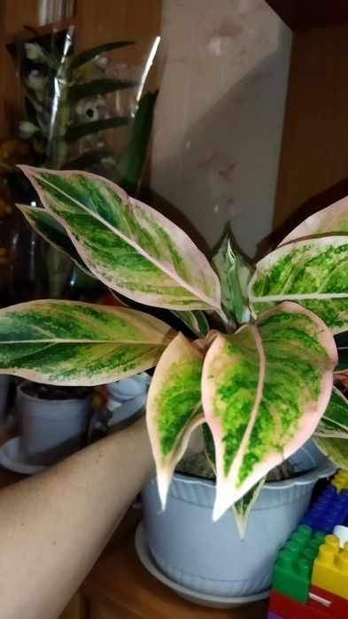 Продам Аглаонемы тайские