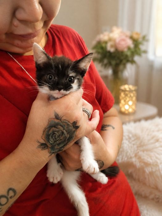 Котенок девочка ищет дом