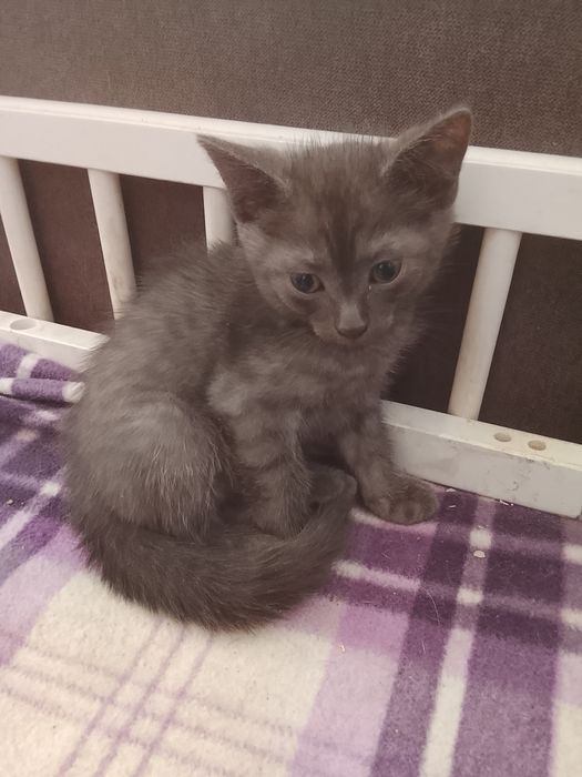 Отдам котят в добрые руки