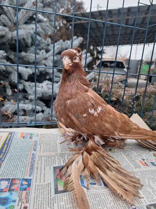 Продам чина самца