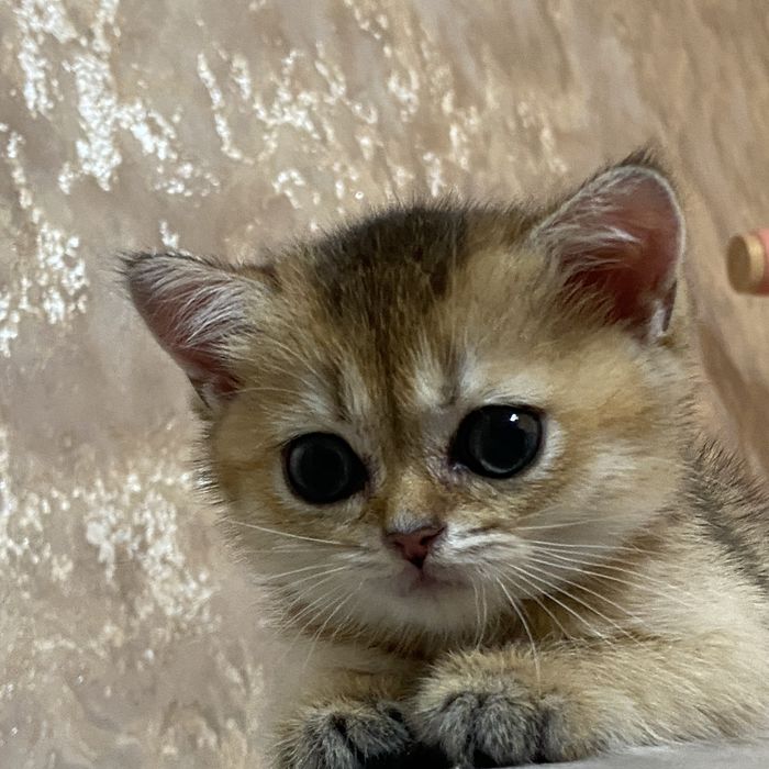 Золотая шиншилла