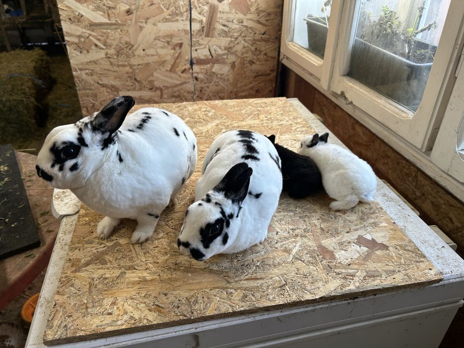 Iepuri Rex pitic perechi