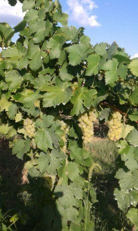 Продавам грозде Мускат Отонел
